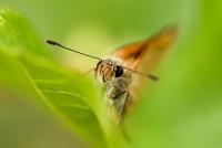 Bifogad bild: _MG_0943_AlconBl�vinge.jpg